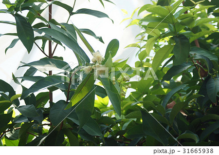 レンブの花 31665938