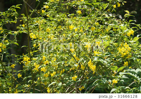 キソケイの花 31666128