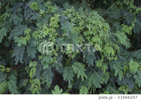 葉 バックグラウンド 植物 葉 バックグラウンド 植物 31666207