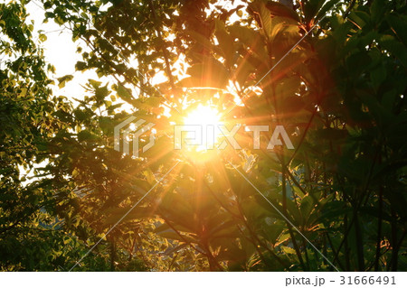 開田高原の新緑と朝日 31666491