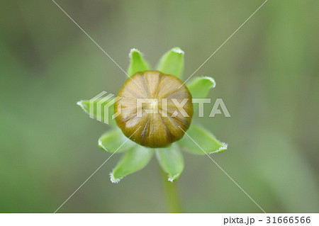 オオキンケイギク 31666566