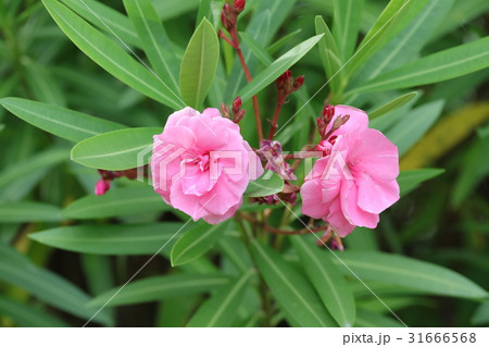 キョウチクトウ 31666568