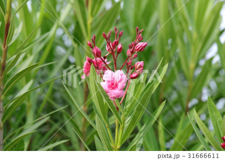 キョウチクトウ 31666611