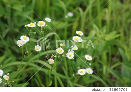 ハルジオン 31666701