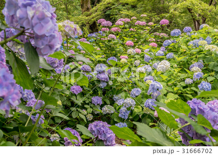 矢田寺 矢田寺 31666702