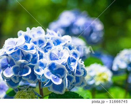 ロッジ舞洲の紫陽花 31666745