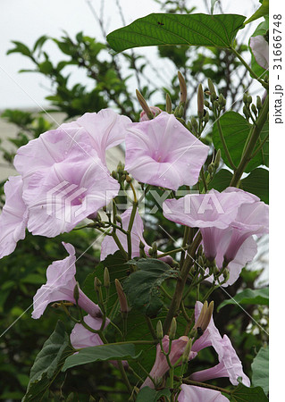 ヒルガオ科 植物 工場 31666748