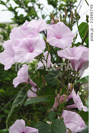 ヒルガオ科 植物 工場 31666749
