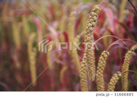 秋 穀物 屋外 31666885