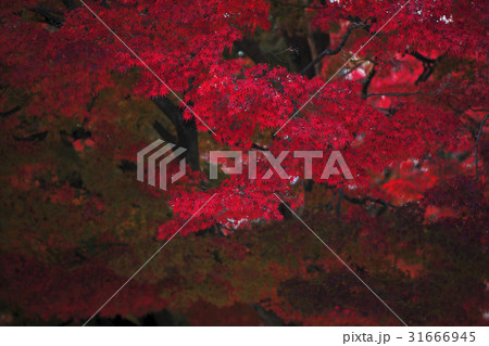 秋 枝 カエデ 31666945