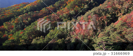 秋 慶北 紅葉 31666969