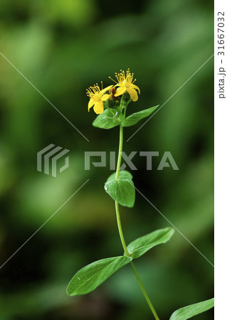 唐辛子ハーブ 花 野生の花 31667032