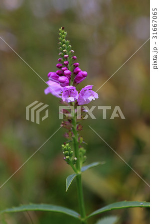 花 コトボムの尾 見よ 31667065