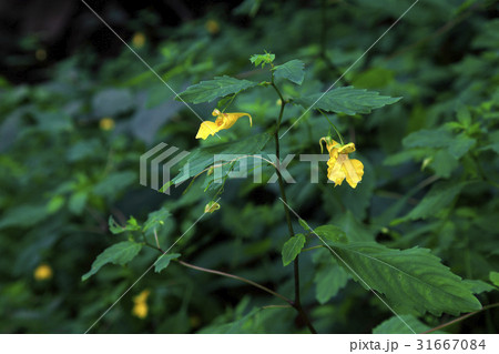 花 黄色ムルボンソンファ バルサム 31667084