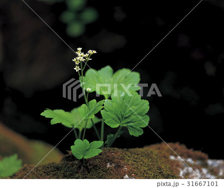 花 ドルダンプン 野生の花 31667101