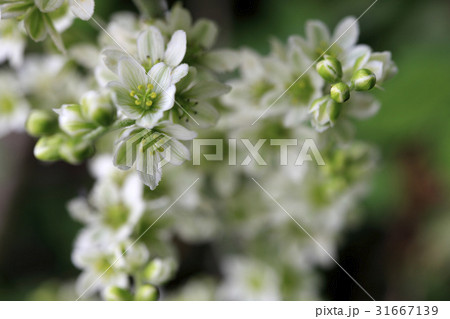 花 シジュウカラ 野生の花 31667139