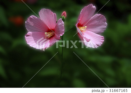 秋の花 ブイヨン ピンク 31667165