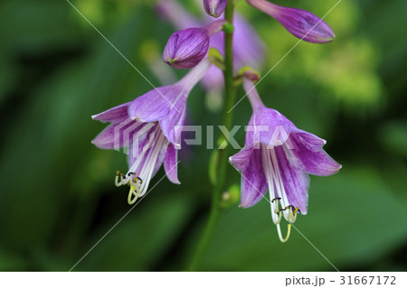 花 ビビチュ 野生の花 31667172