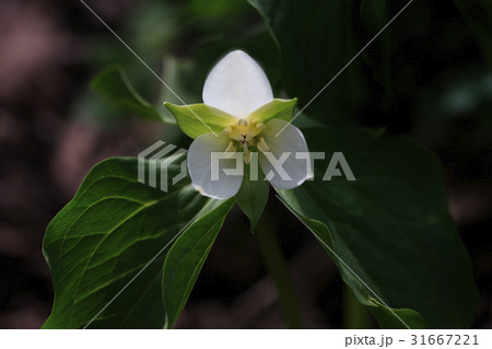 花 植物 エンレイソウ 31667221