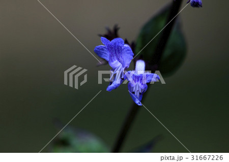 花 藍色 野生の花 31667226