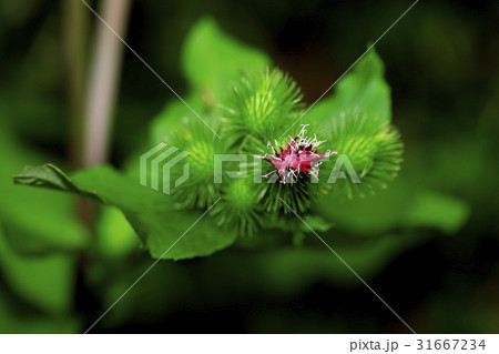 花 赤 ゴボウ 31667234