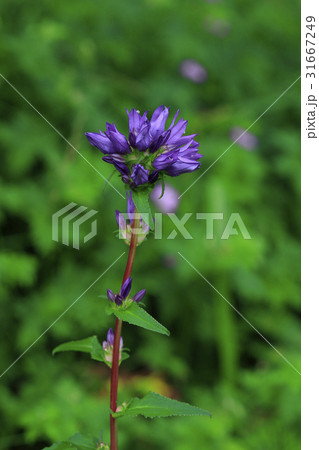 花 見よ 軽い 31667249