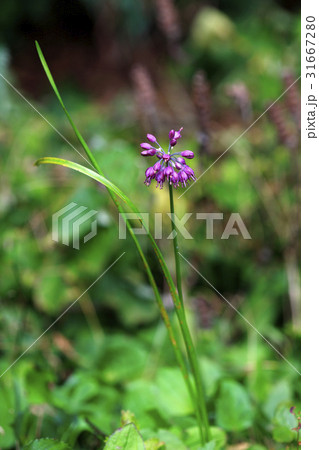 花 見よ チャムサンニラ 31667280