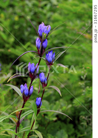 花 見よ カルイプリンドウ 31667295