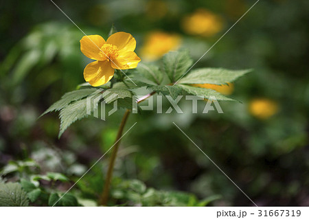 花 野生の花 クローズアップ 31667319