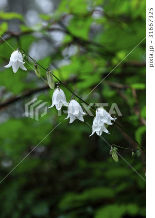 花 野生の花 露 31667325