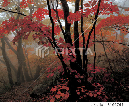 秋 江原道 国立公園 31667654