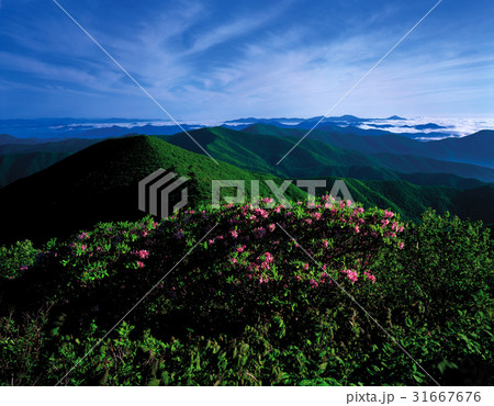 江原道 ツツジ 風景 31667676