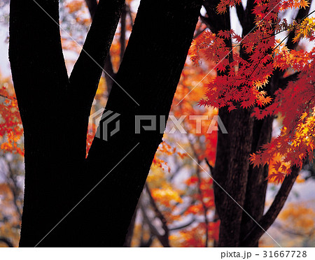 秋 国立公園 内蔵山 31667728