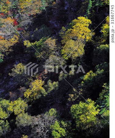 雪岳山 森 自然 31667745