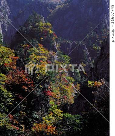 紅葉 雪岳山 森 31667748