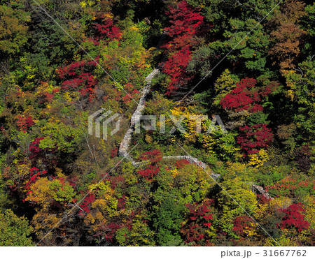 秋 紅葉 徳裕山 31667762