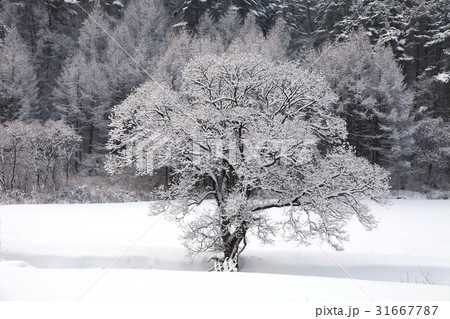 江原道 木 自然 31667787