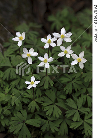 花 風花 クローズアップ 31667992