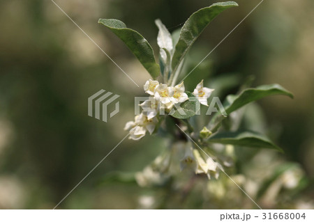 花 菩提樹 植物 31668004