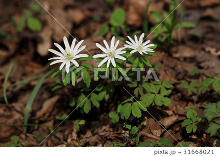 キジの風花 風花 野生の花 31668021