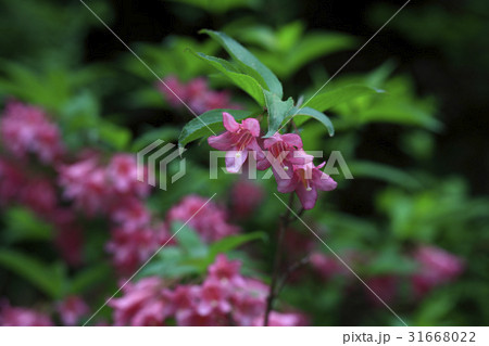 ゴルビョン花木 花 フォーカス 31668022