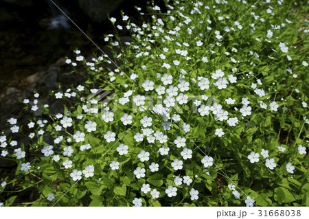 花 植物 チャムコト匹 31668038