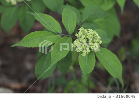 花 セイヨウニワトコ 植物 31668048