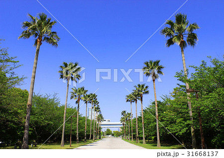 潮風公園 潮風公園 31668137