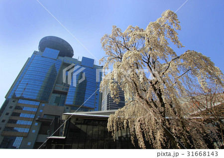 赤坂の枝垂れ梅 赤坂の枝垂れ梅 31668143