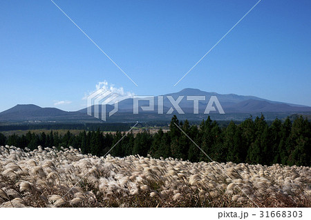 サングムブリ ススキ 済州島 31668303