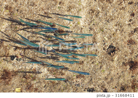 アンチョビ 魚類 クローズアップ 31668411