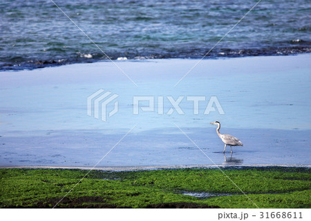 1 １ アオサギ 31668611