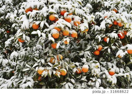 フルーツ 果物 みかん 31668622
