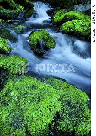 谷 コケ 自然 31668640